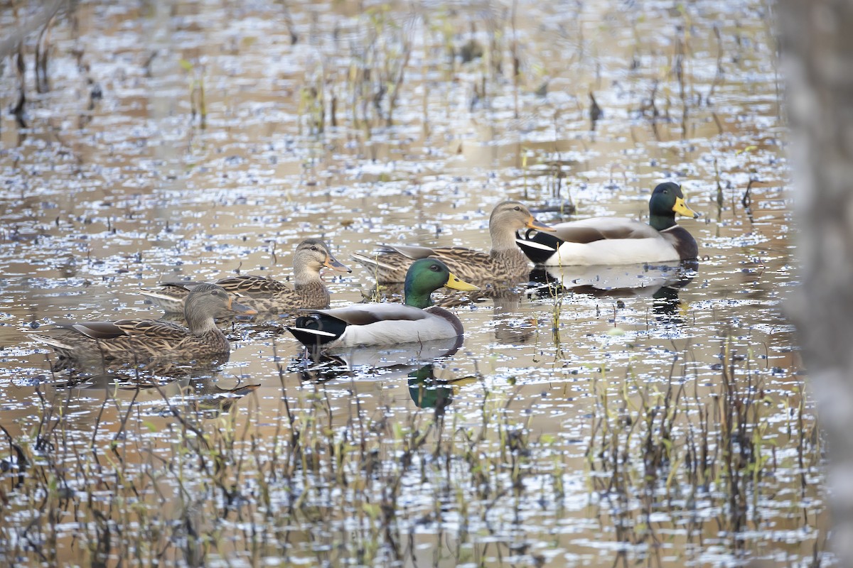 マガモ - ML644896270