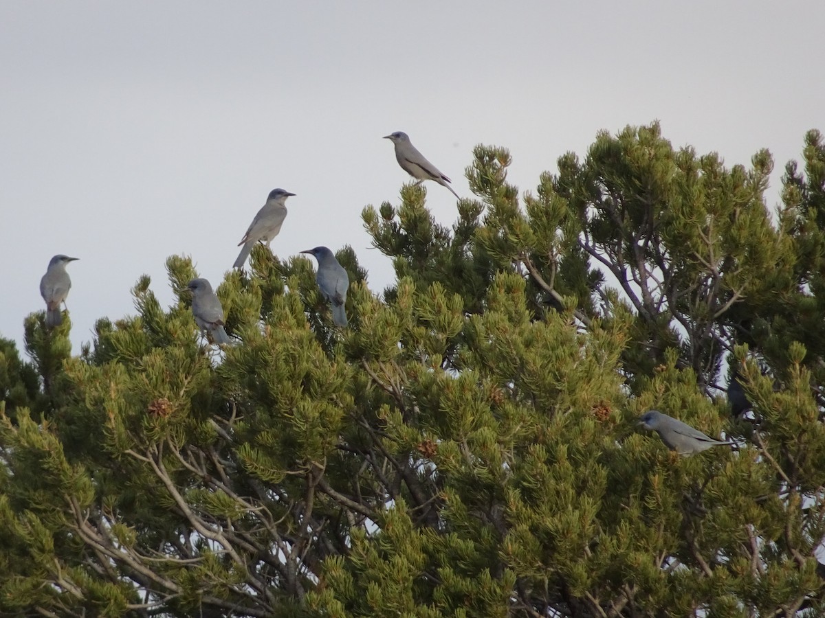 Chara Piñonera - ML644896271