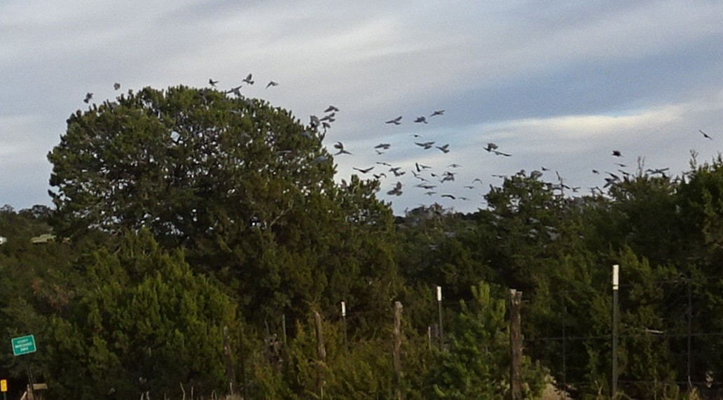 Chara Piñonera - ML644896272