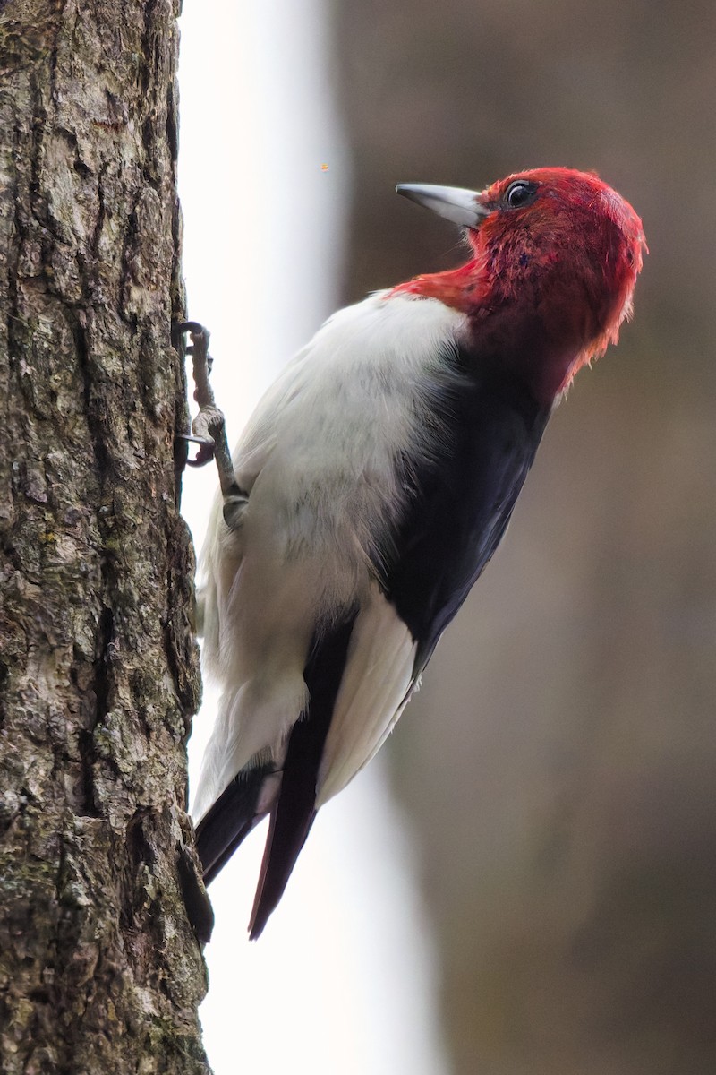 Red-headed Woodpecker - ML644896280