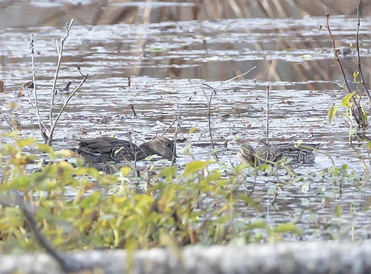 コガモ - ML644896288