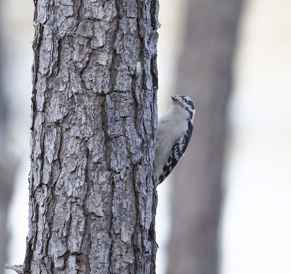 セジロコゲラ - ML644896300