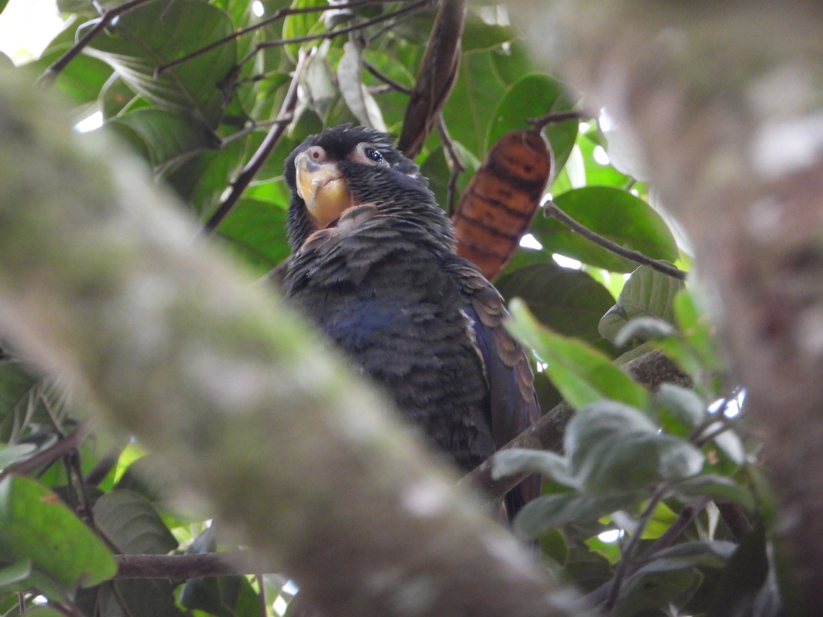 Bronze-winged Parrot - ML644896302