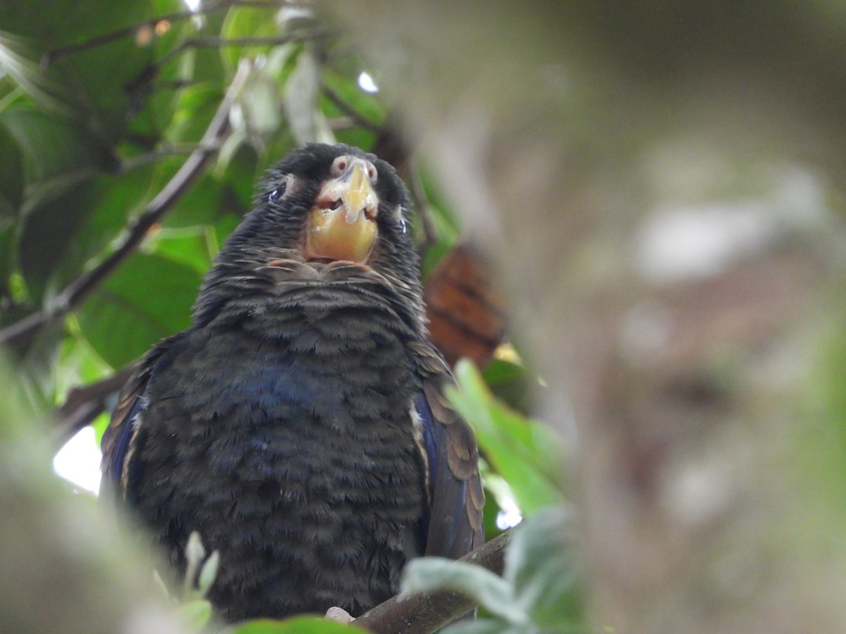Bronze-winged Parrot - ML644896303