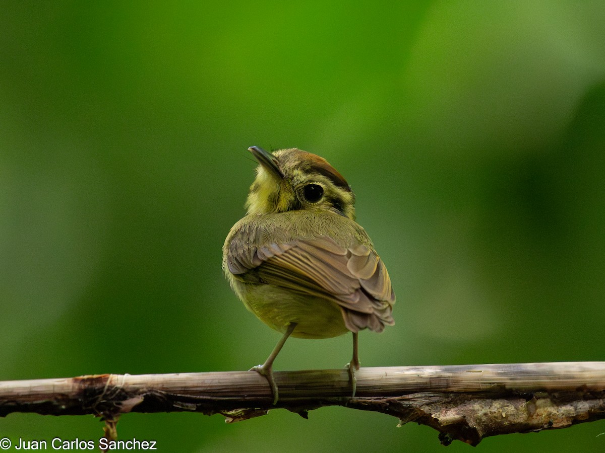 Platyrhynque à tête d'or - ML644896304