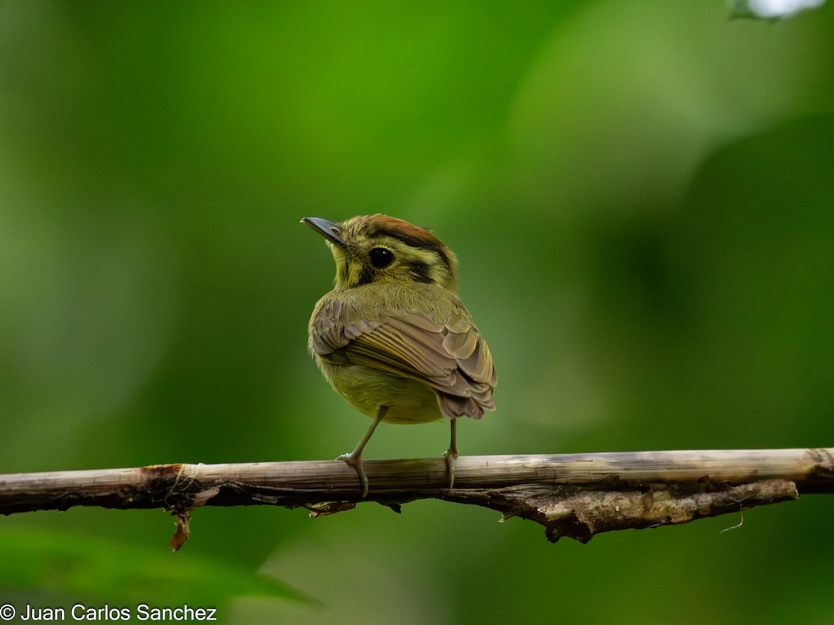 Platyrhynque à tête d'or - ML644896305