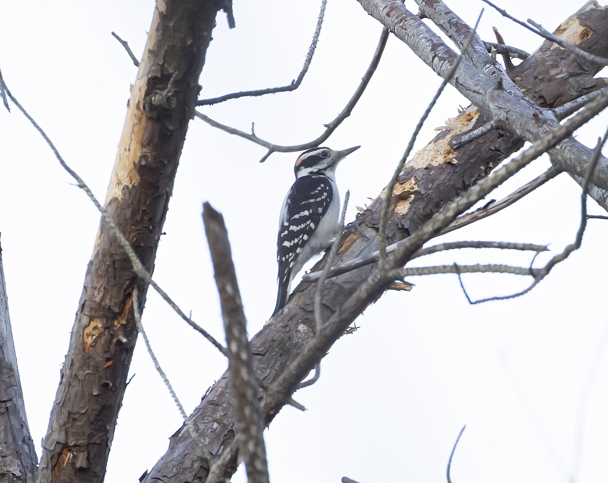 セジロアカゲラ - ML644896311