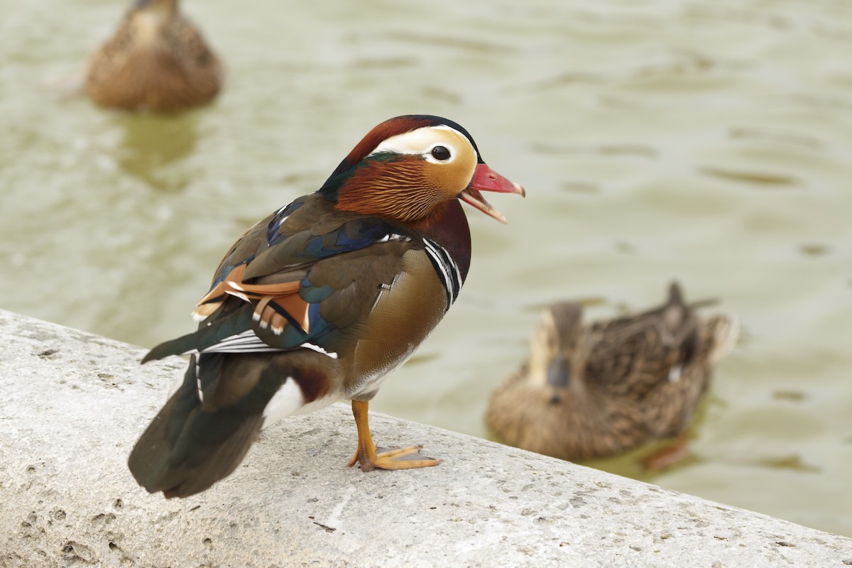 鴛鴦 - ML644896349