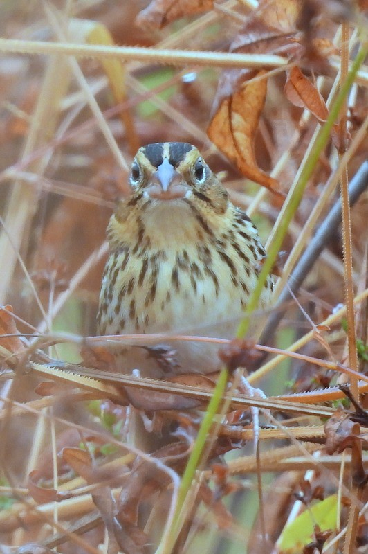 Henslow's Sparrow - ML644896350