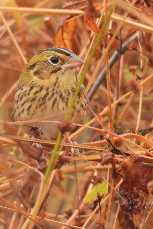Henslow's Sparrow - ML644896351