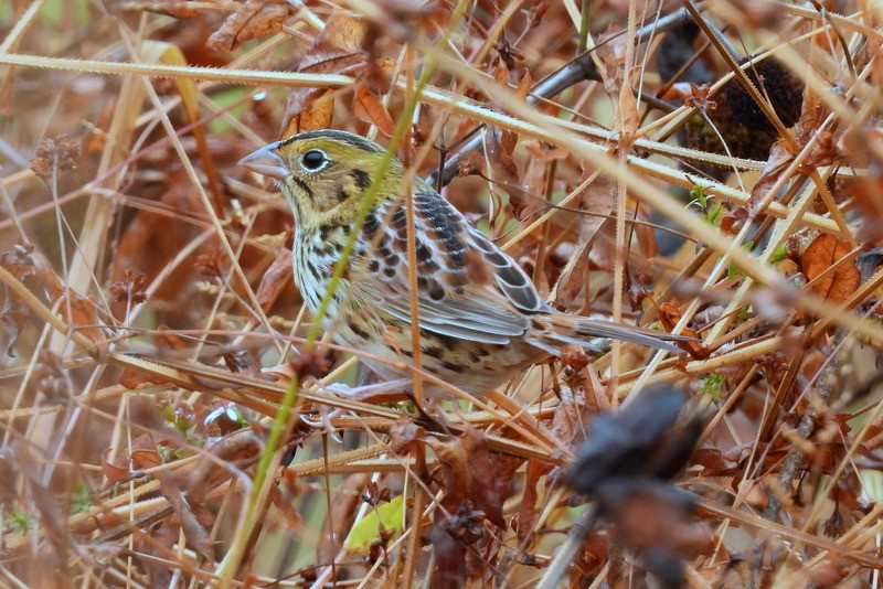 Henslow's Sparrow - ML644896352