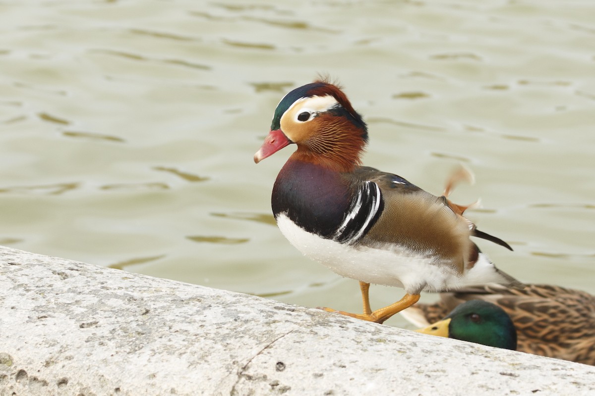 鴛鴦 - ML644896355