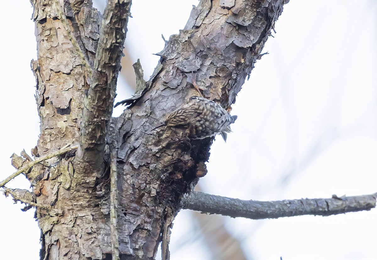 アメリカキバシリ - ML644896357