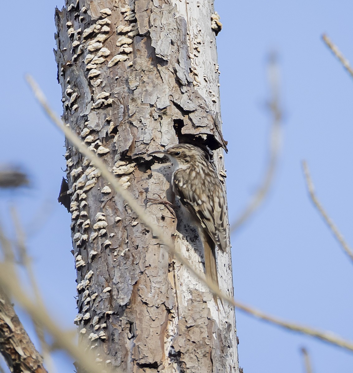 アメリカキバシリ - ML644896359