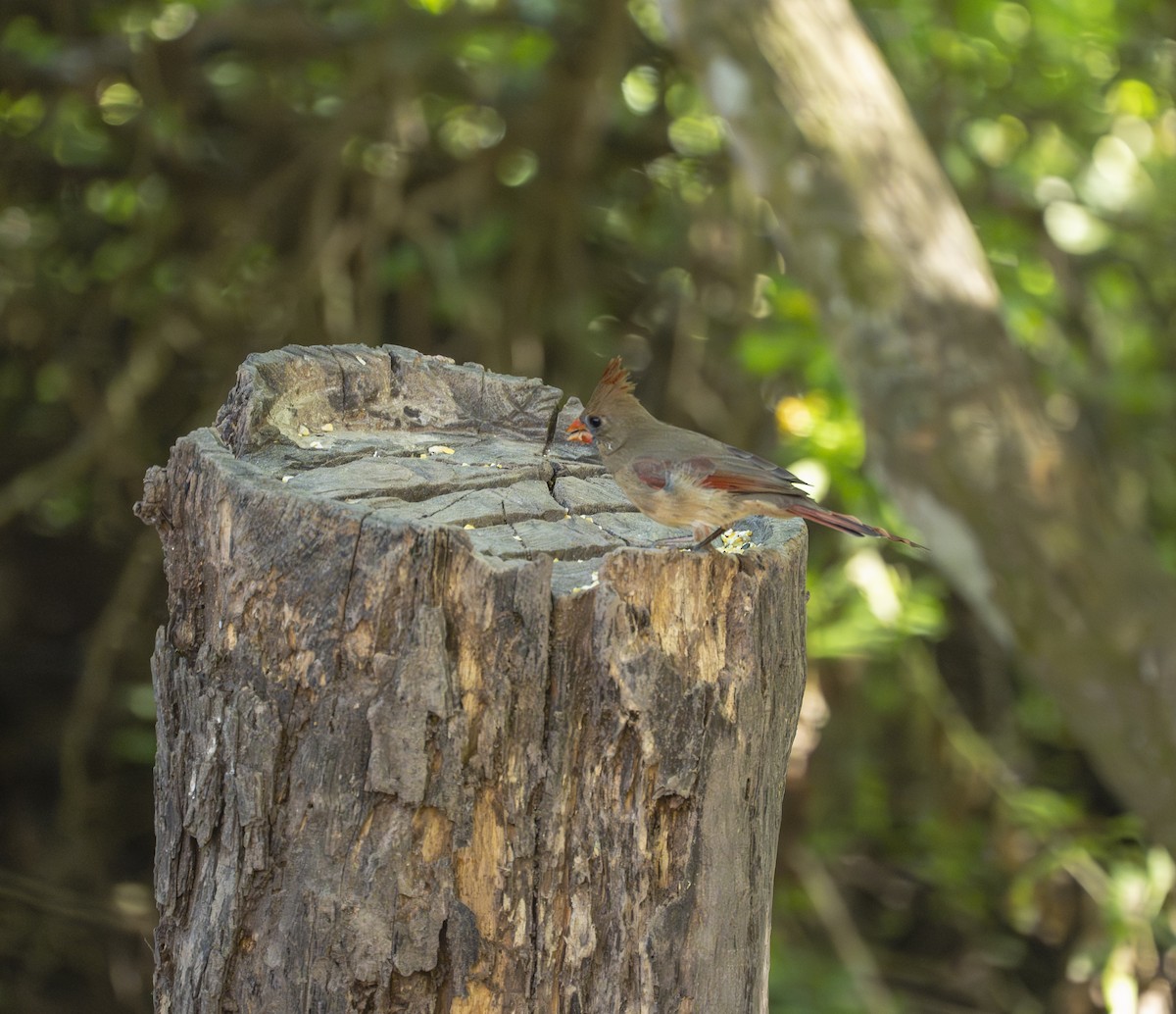 Northern Cardinal - ML644896361