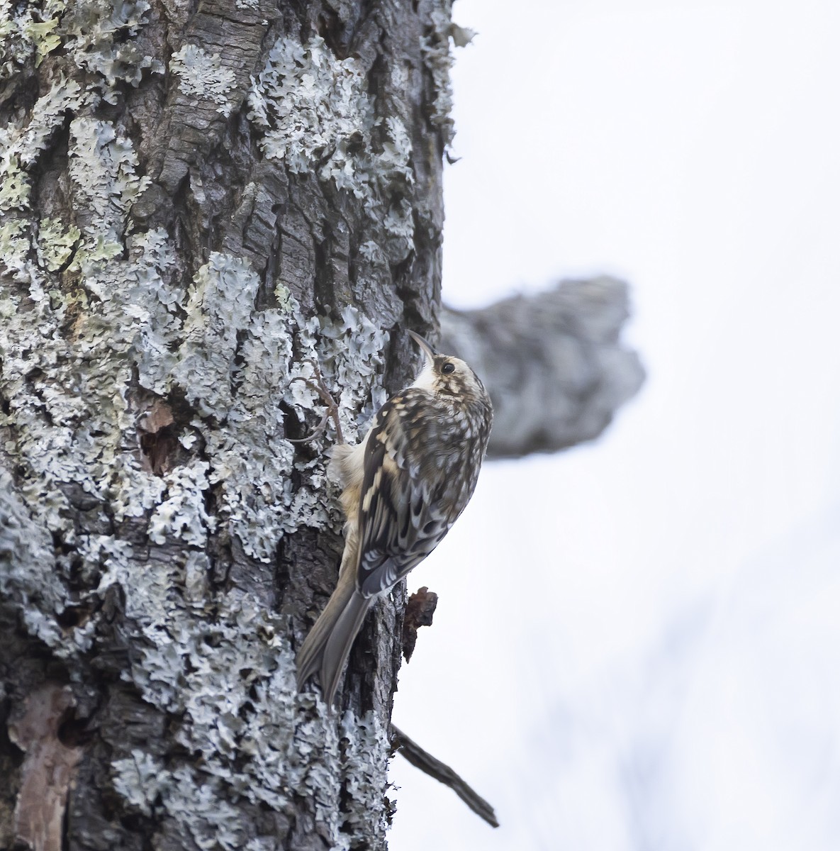 アメリカキバシリ - ML644896362