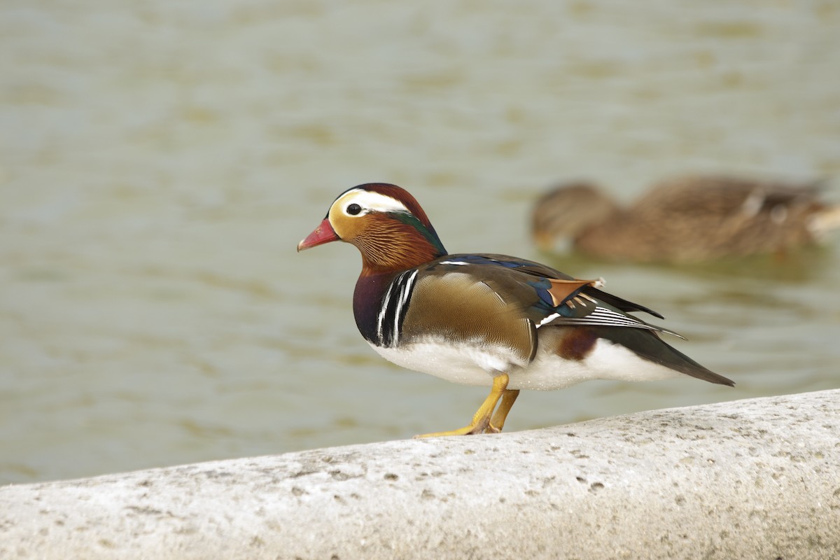 鴛鴦 - ML644896367