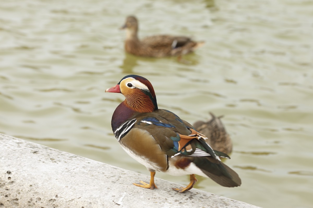 鴛鴦 - ML644896379