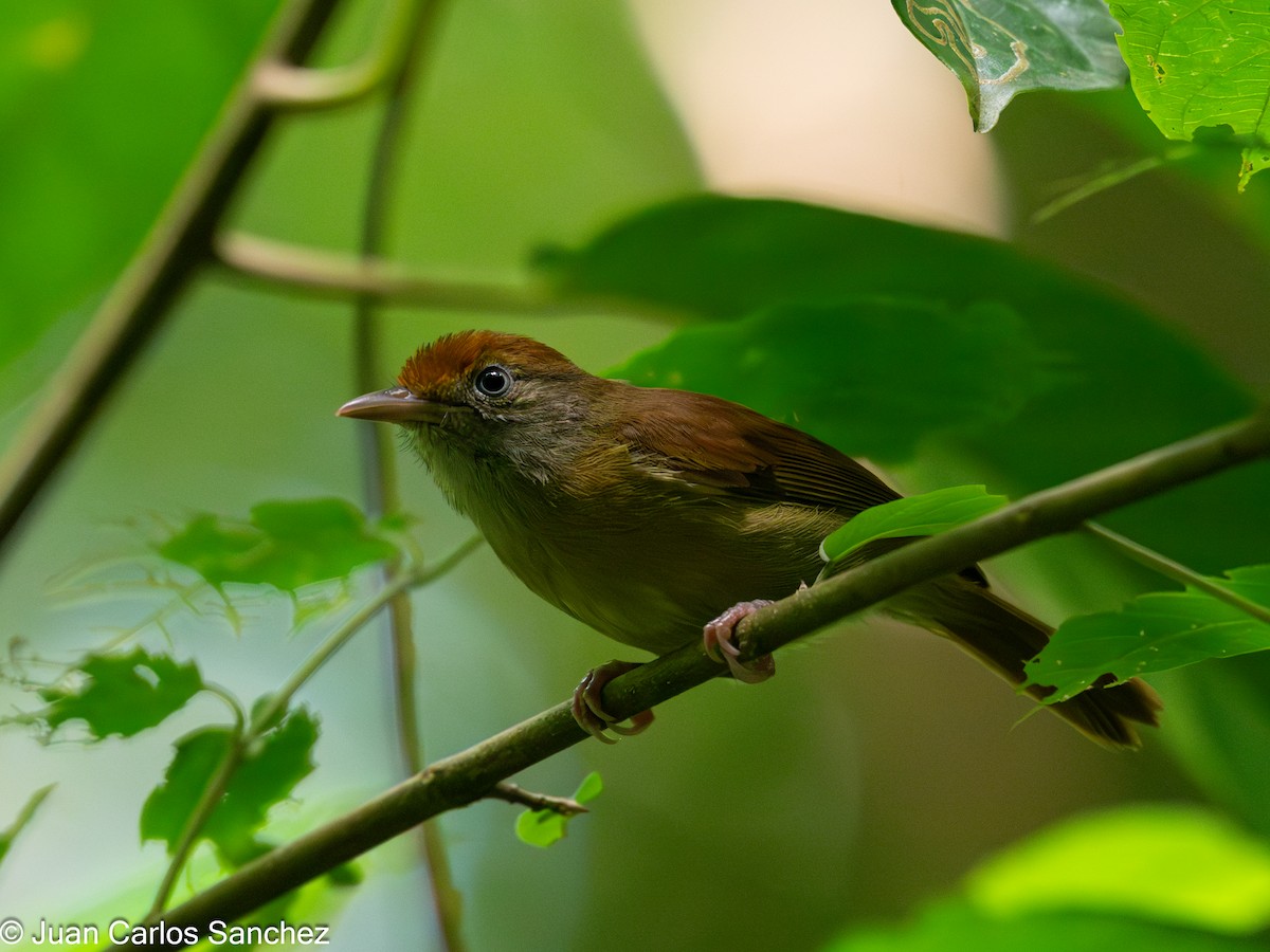 Viréon à calotte rousse - ML644896380
