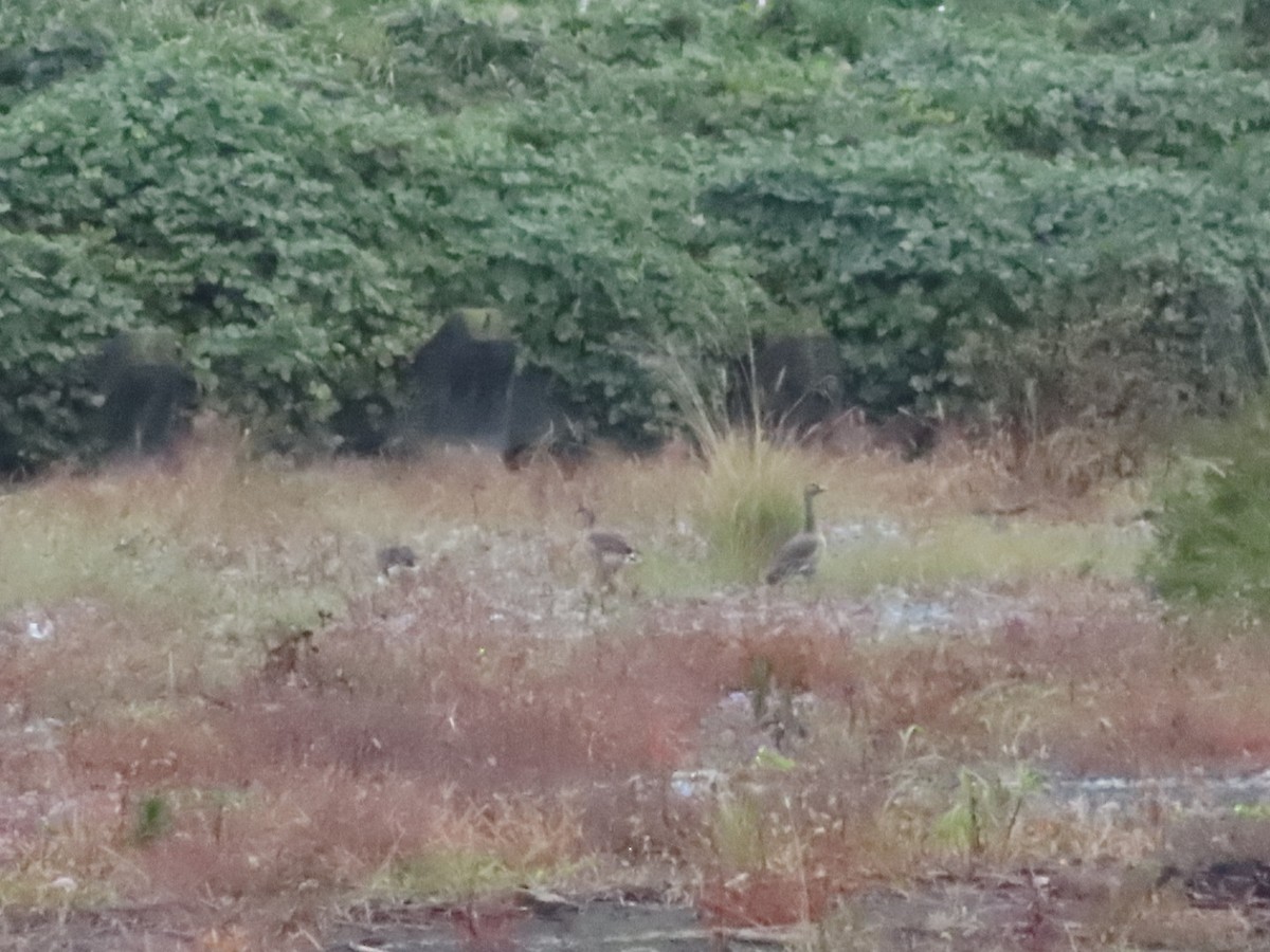 Greater White-fronted Goose - ML644896384