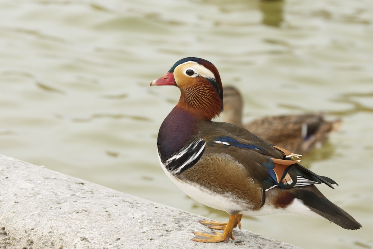 鴛鴦 - ML644896385