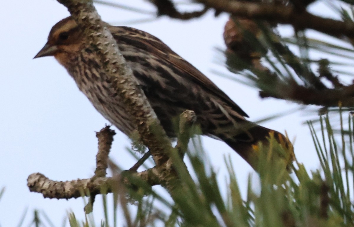 Красноплечий трупиал - ML644896387