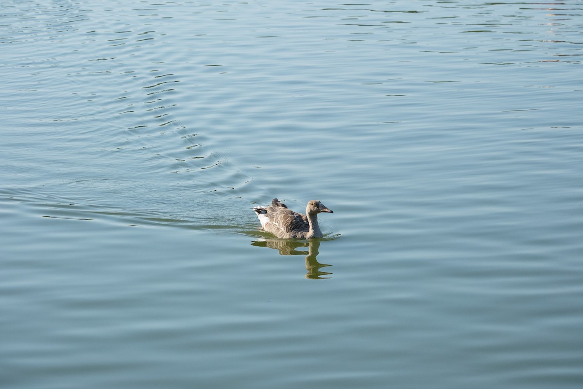 Graylag Goose - ML644896393