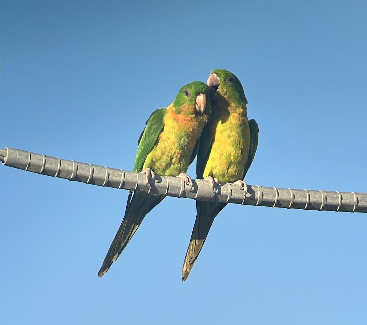 Green Parakeet (Green) - ML644896397