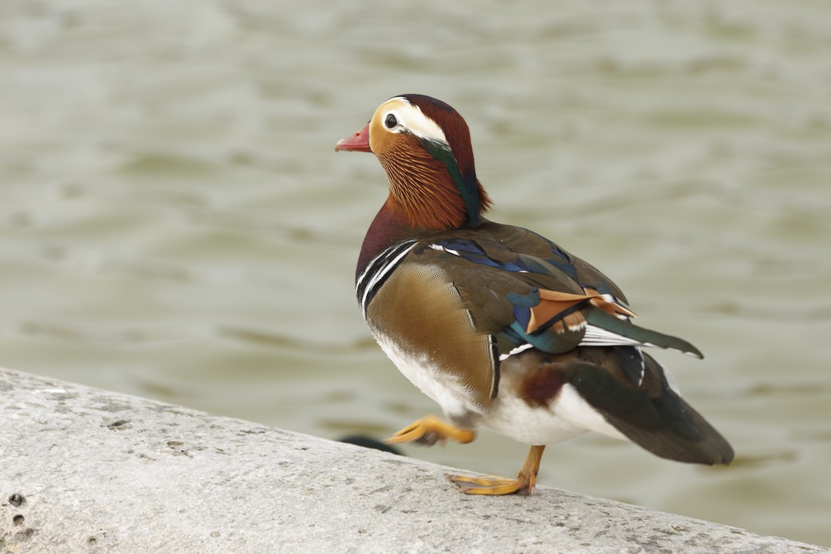 鴛鴦 - ML644896399