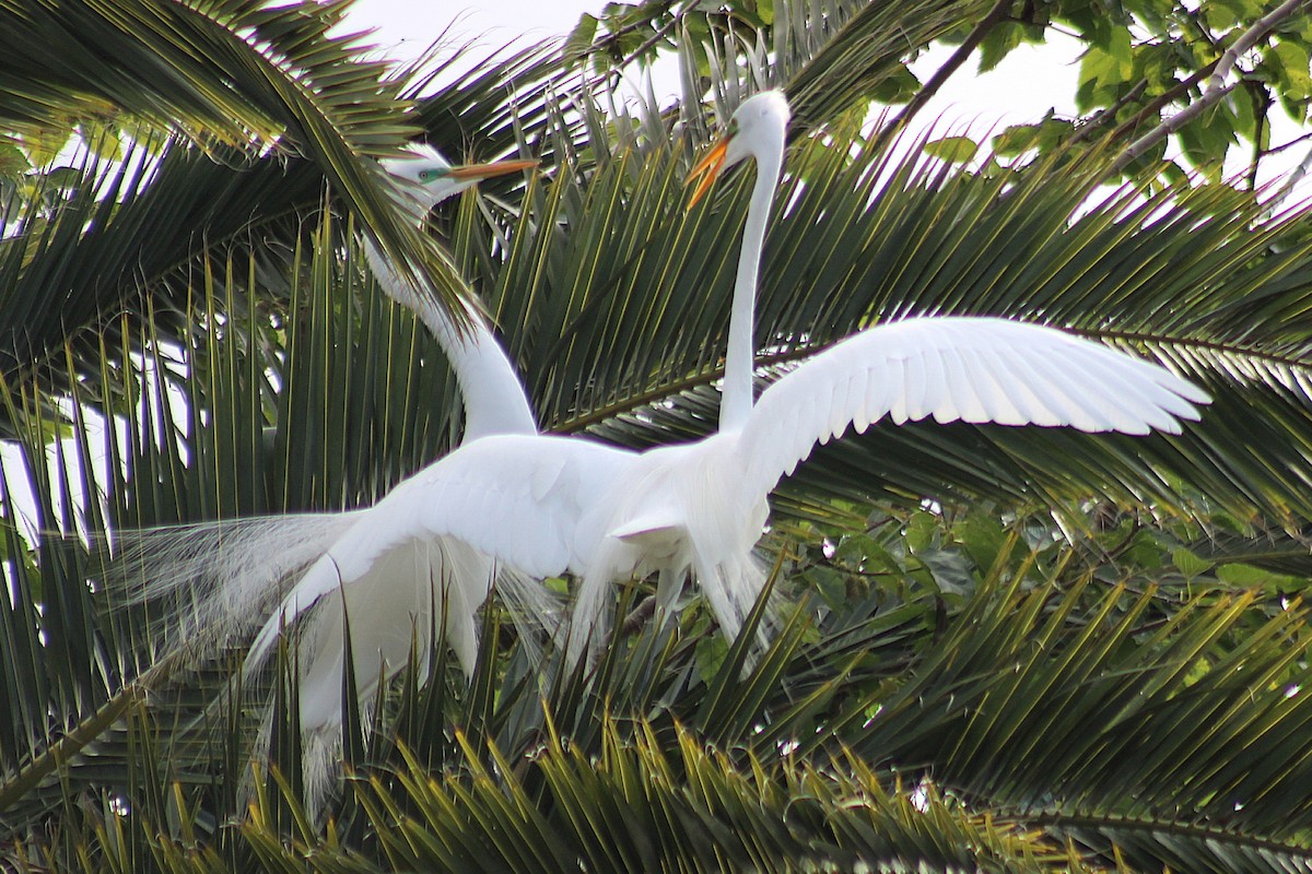 Garceta Grande - ML644896418