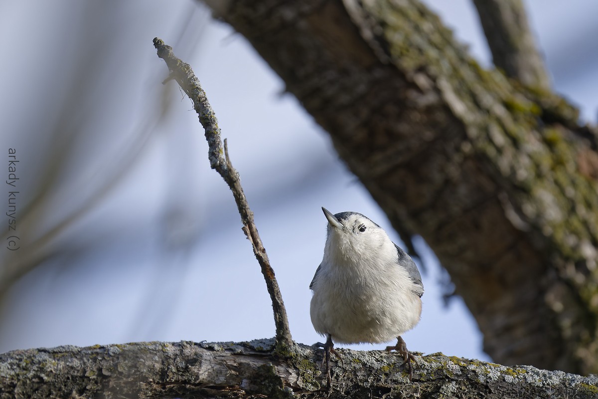 Weißbrustkleiber - ML644896421