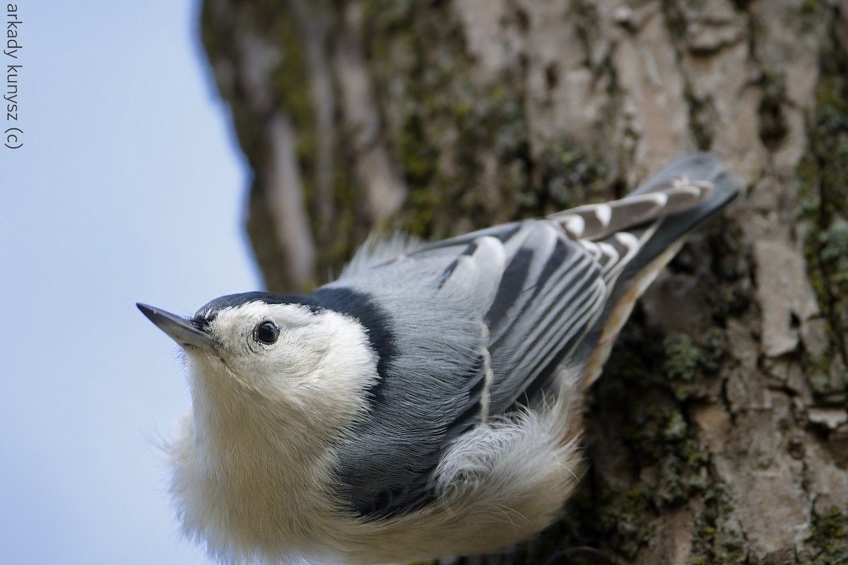 Weißbrustkleiber - ML644896422