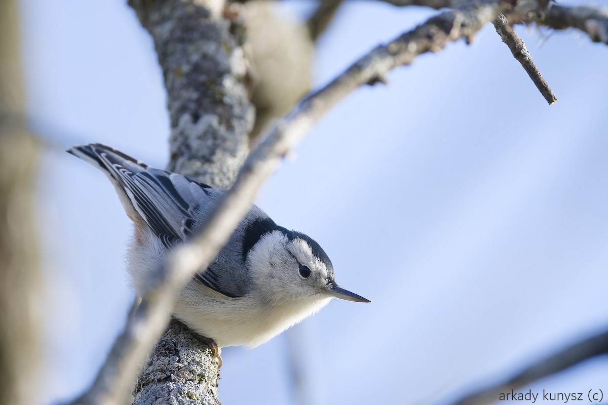 Weißbrustkleiber - ML644896423