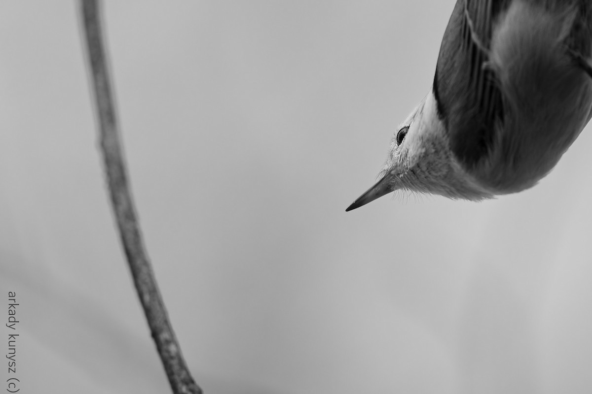 Weißbrustkleiber - ML644896424