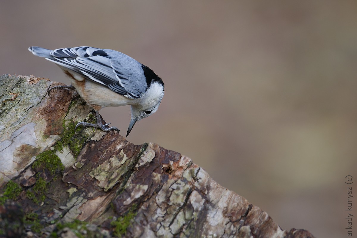 Weißbrustkleiber - ML644896425