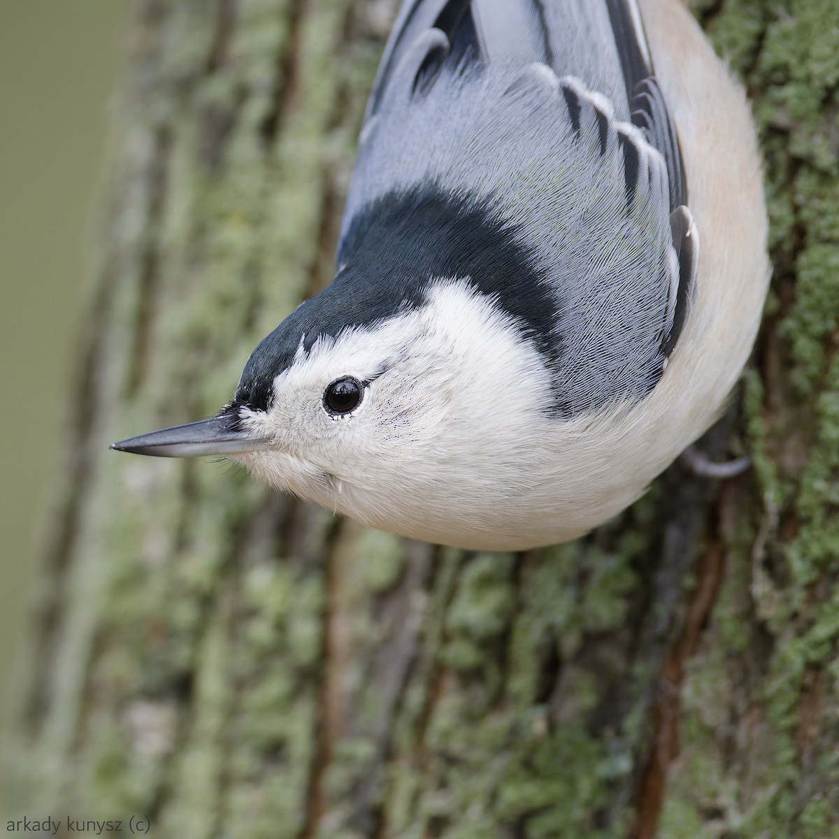 Weißbrustkleiber - ML644896426