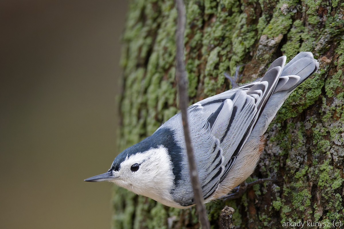 Weißbrustkleiber - ML644896427