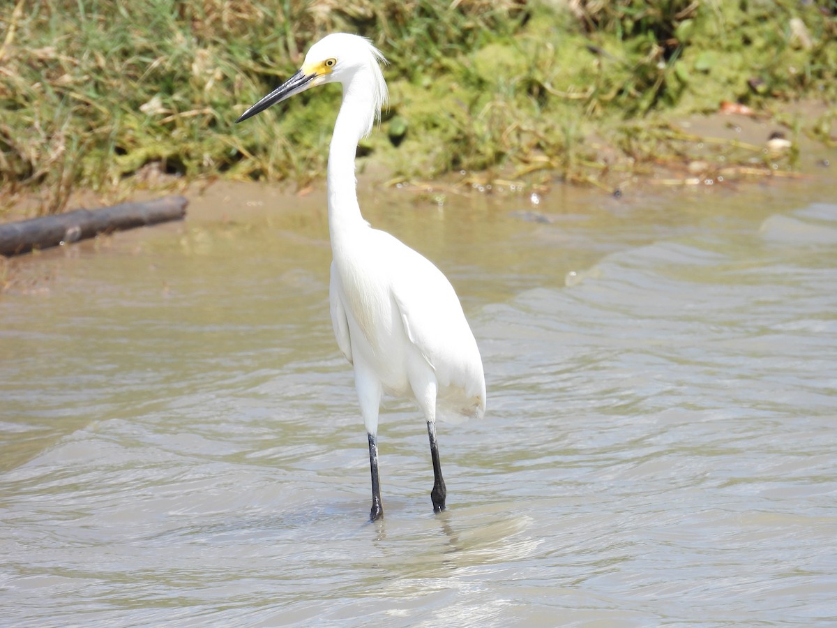 Snowy Egret - ML644896443