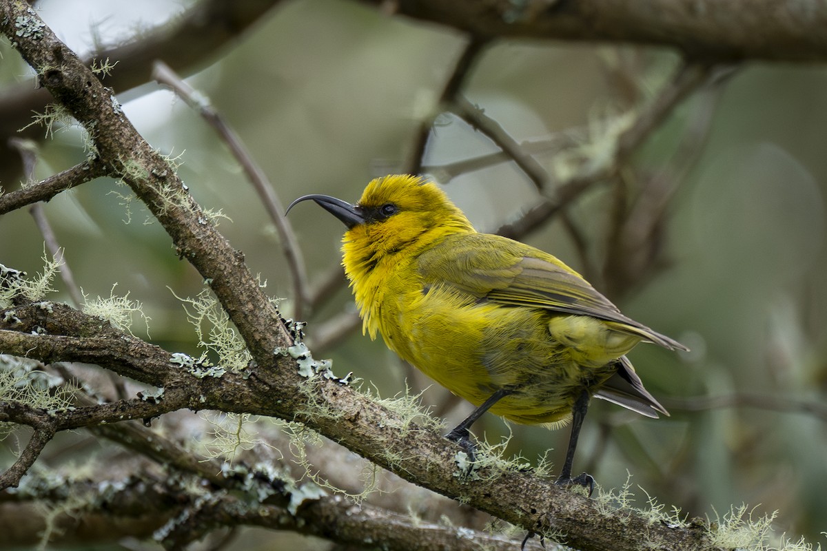 Akiapolaau - ML644896444