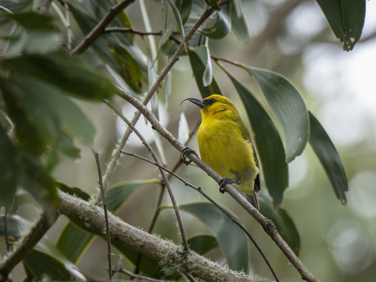 Akiapolaau - ML644896445