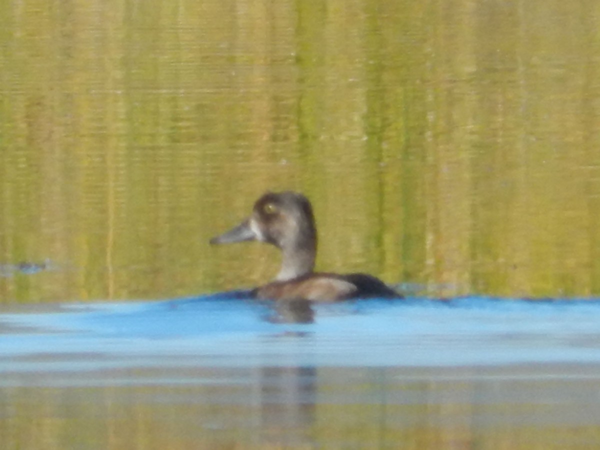 クビワキンクロ - ML644896446