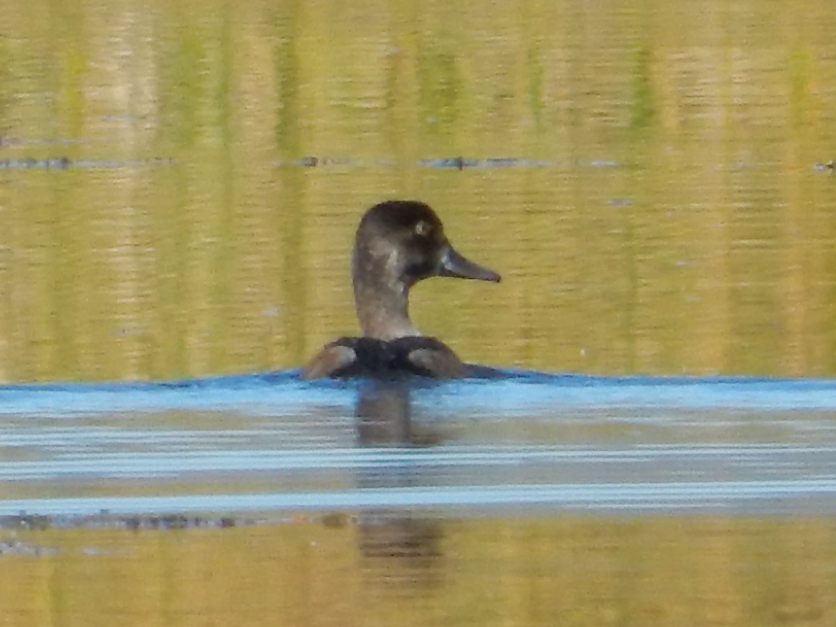 クビワキンクロ - ML644896447