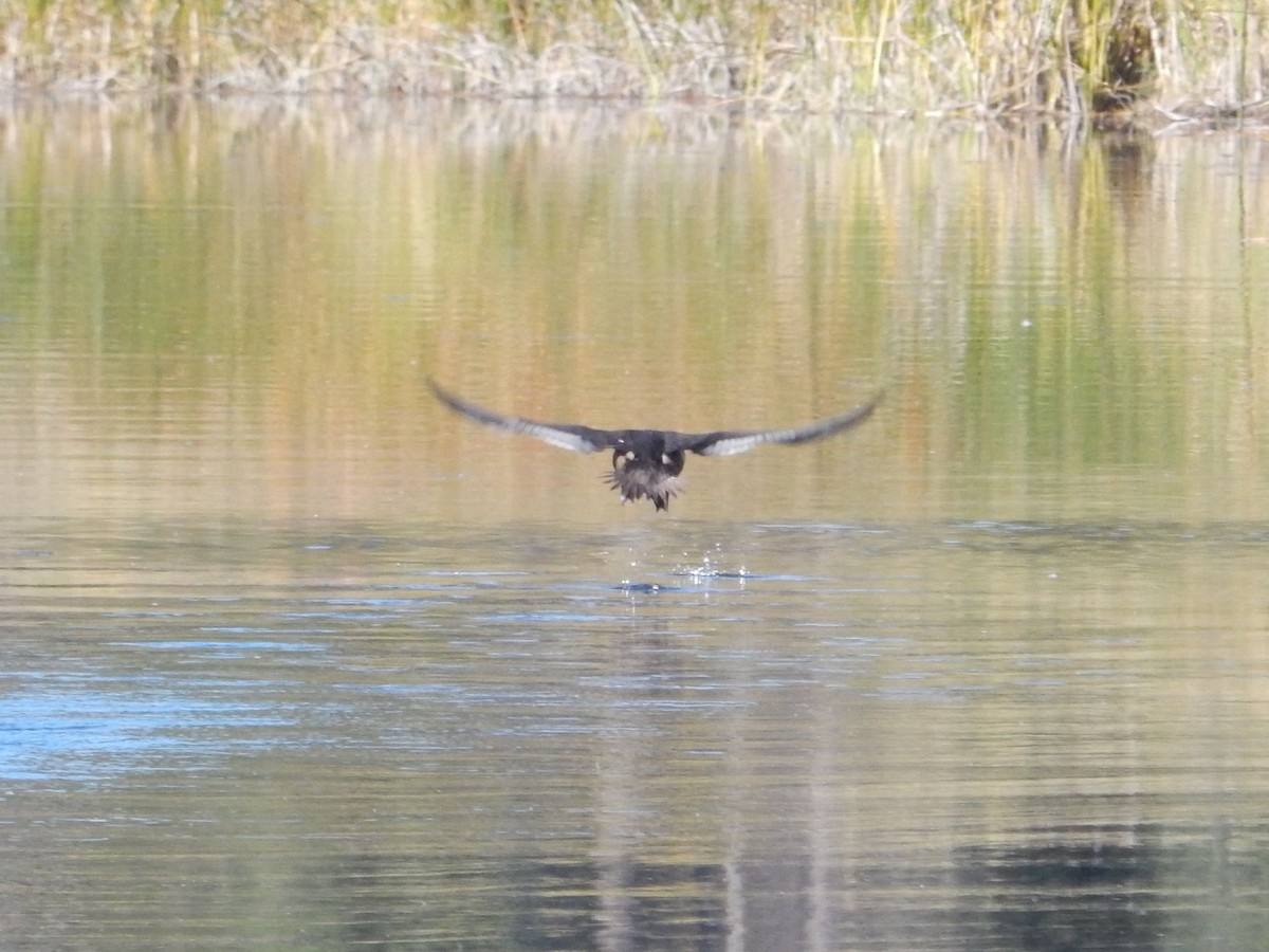 クビワキンクロ - ML644896448