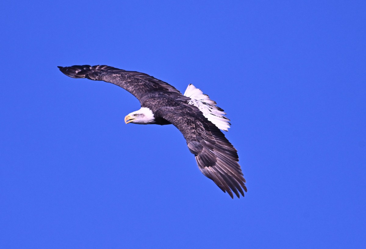 Bald Eagle - ML644896450