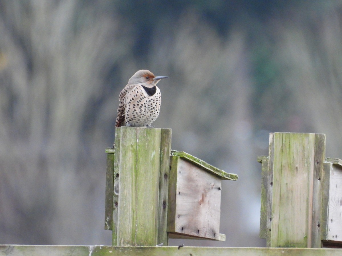 Altın Ağaçkakan - ML644896452