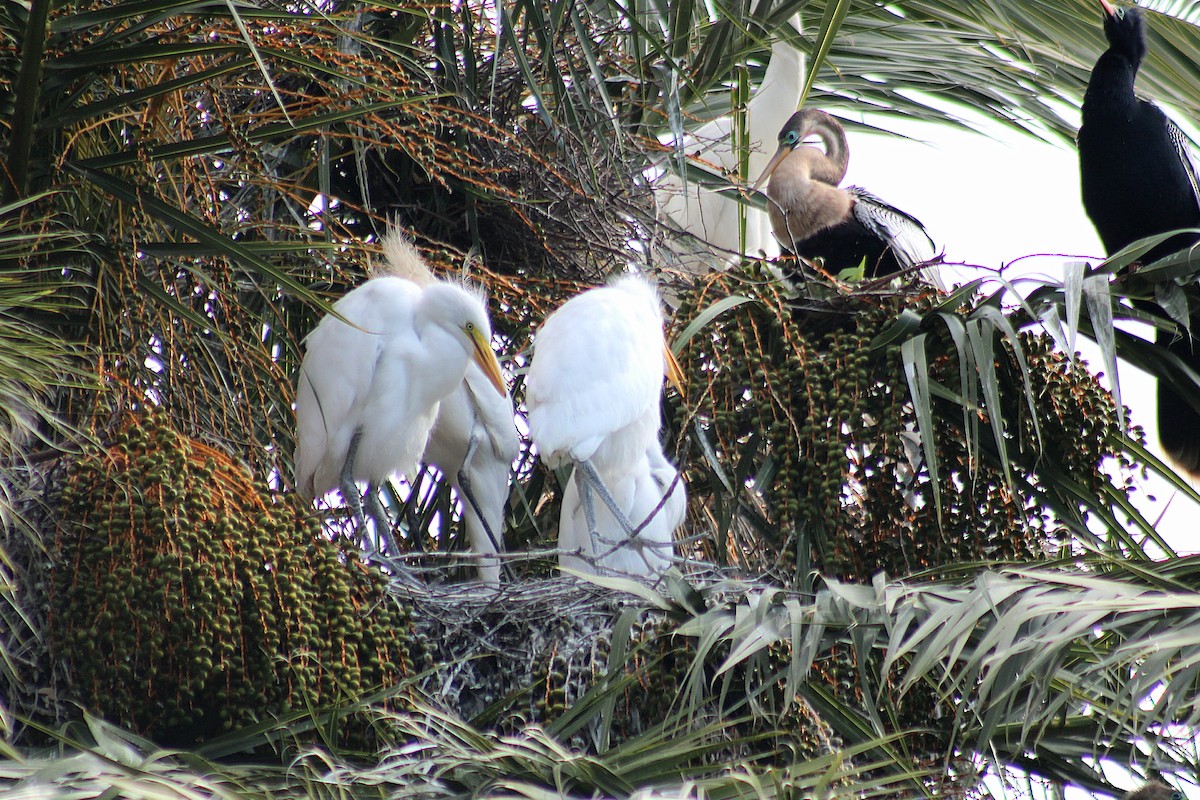 Garceta Grande - ML644896454