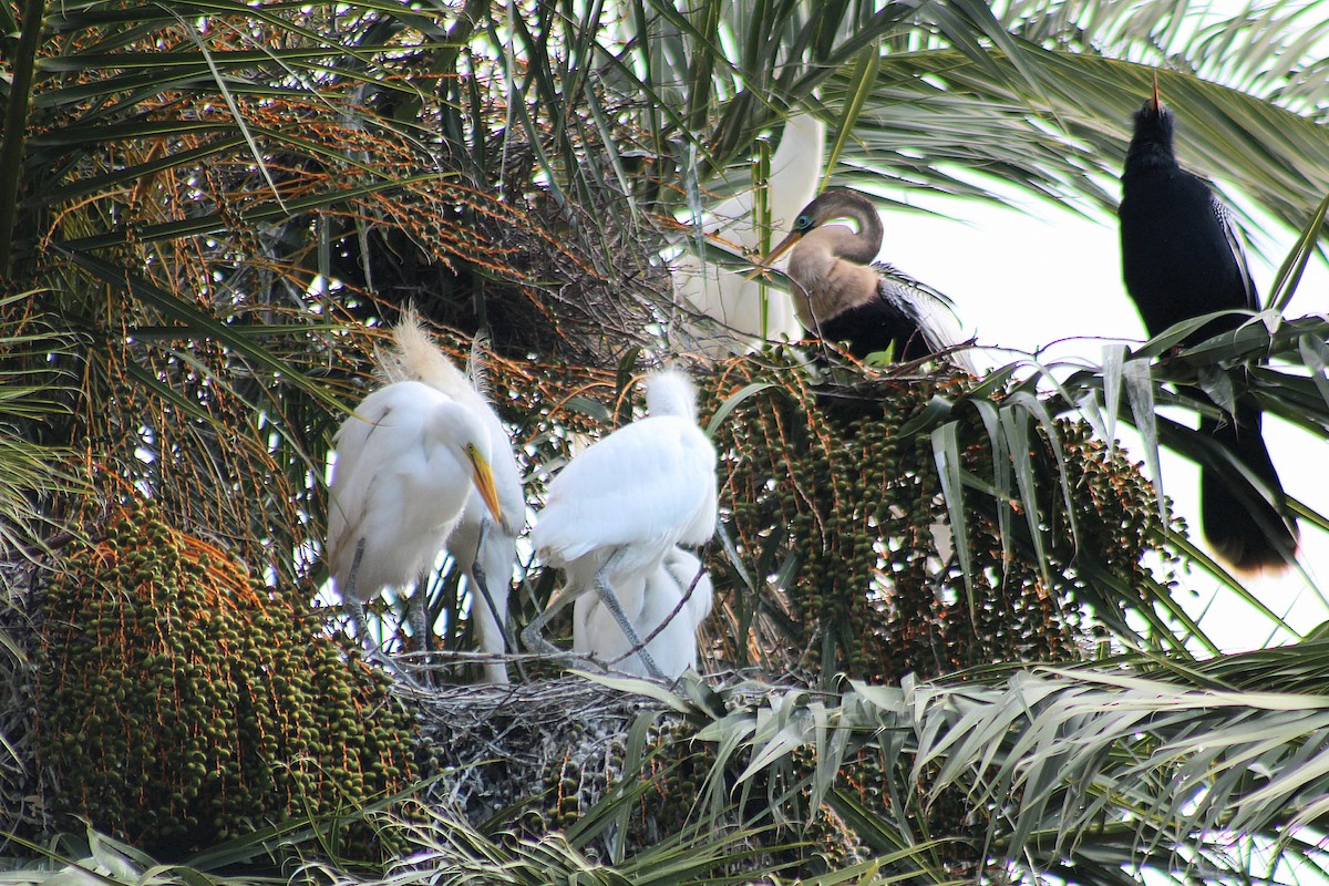 Garceta Grande - ML644896455