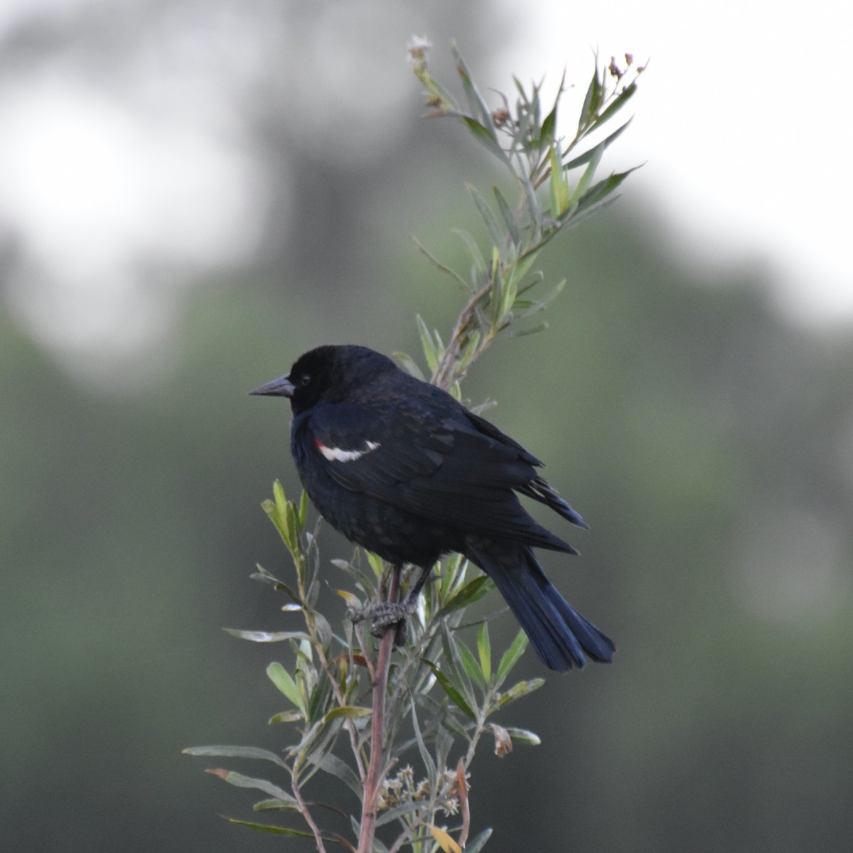 Tricolored Blackbird - ML644896461