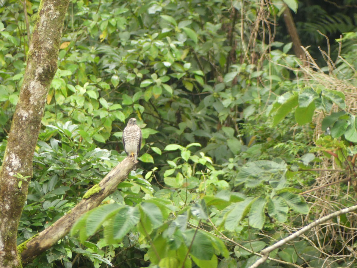 Broad-winged Hawk - ML644896466