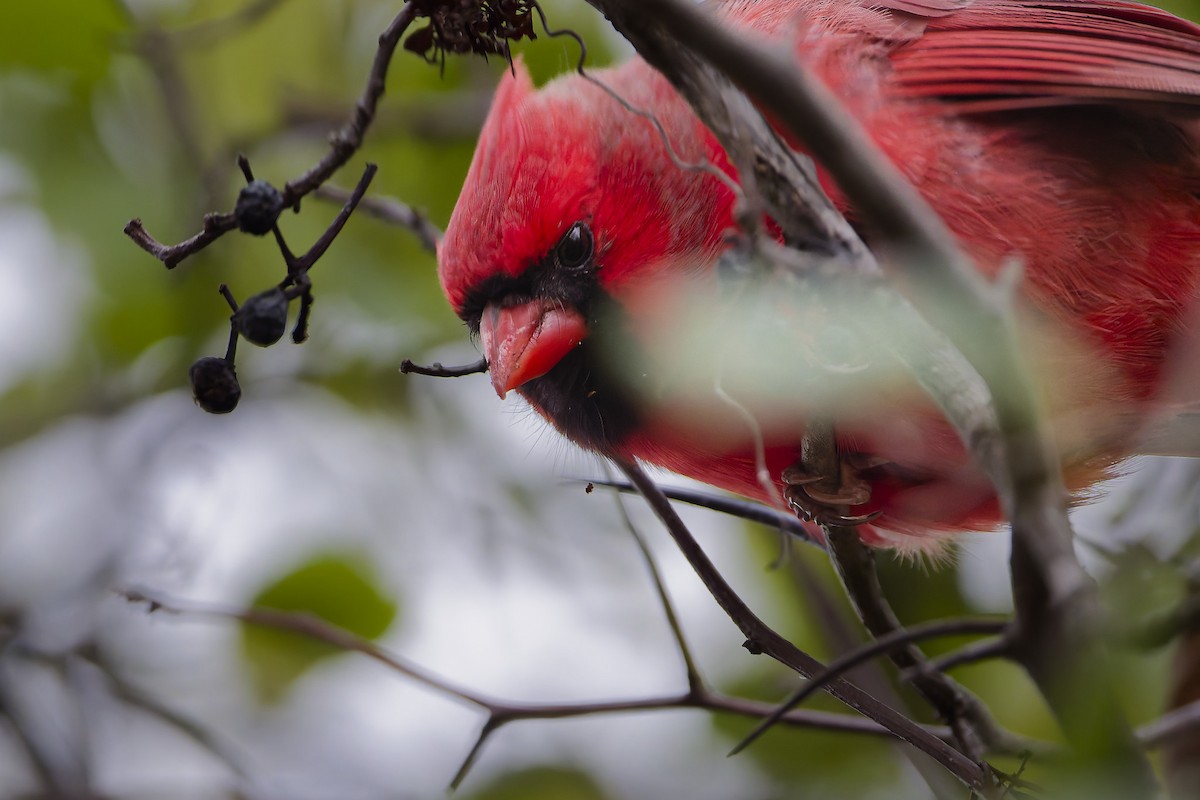 Northern Cardinal - ML644896467